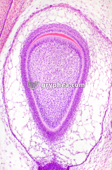 Germe dentaire x40 - gryphea.org